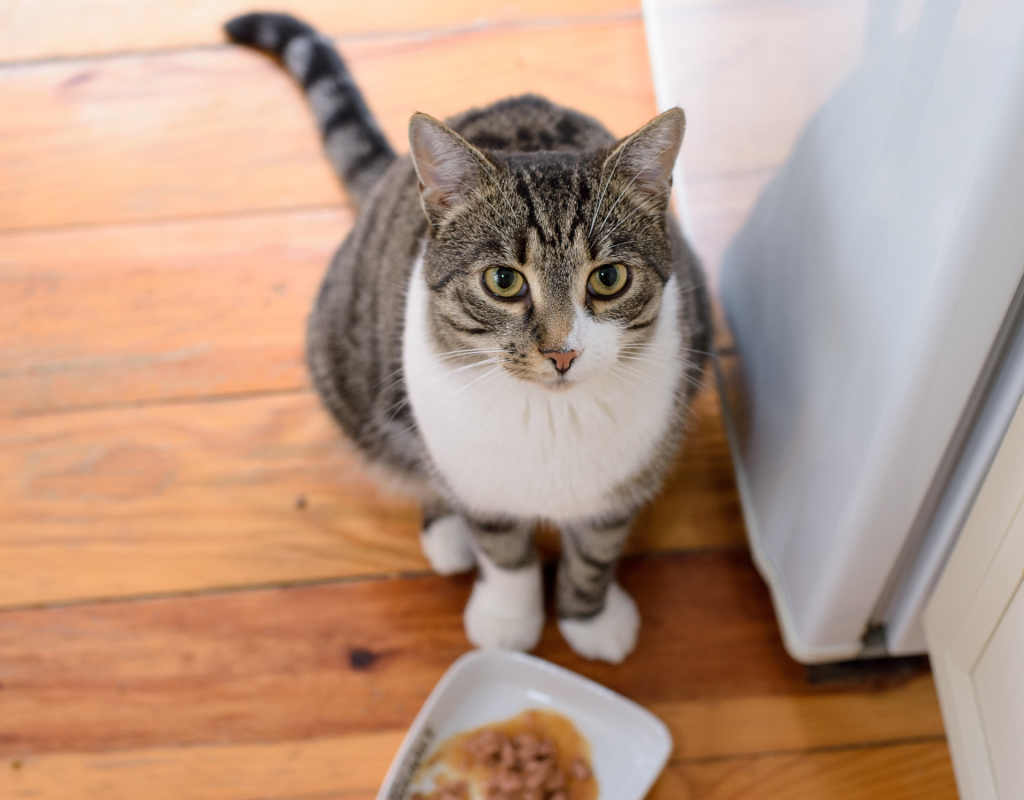 Katze sitzt mit Katzenfutter neben dem Kühlschrank