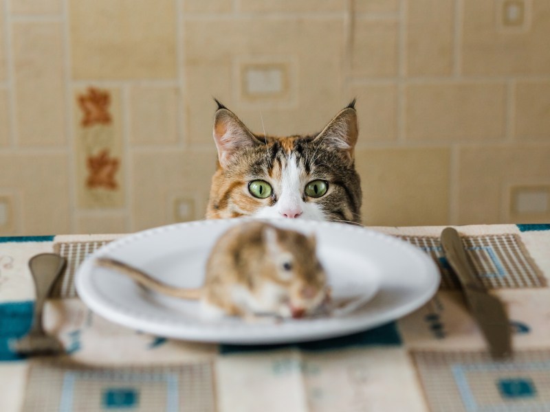 Katze mit Maus auf dem Teller