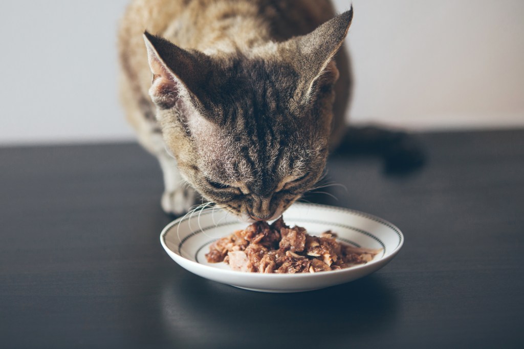 Katze frisst Katzenfutter, das auf dem Tisch steht