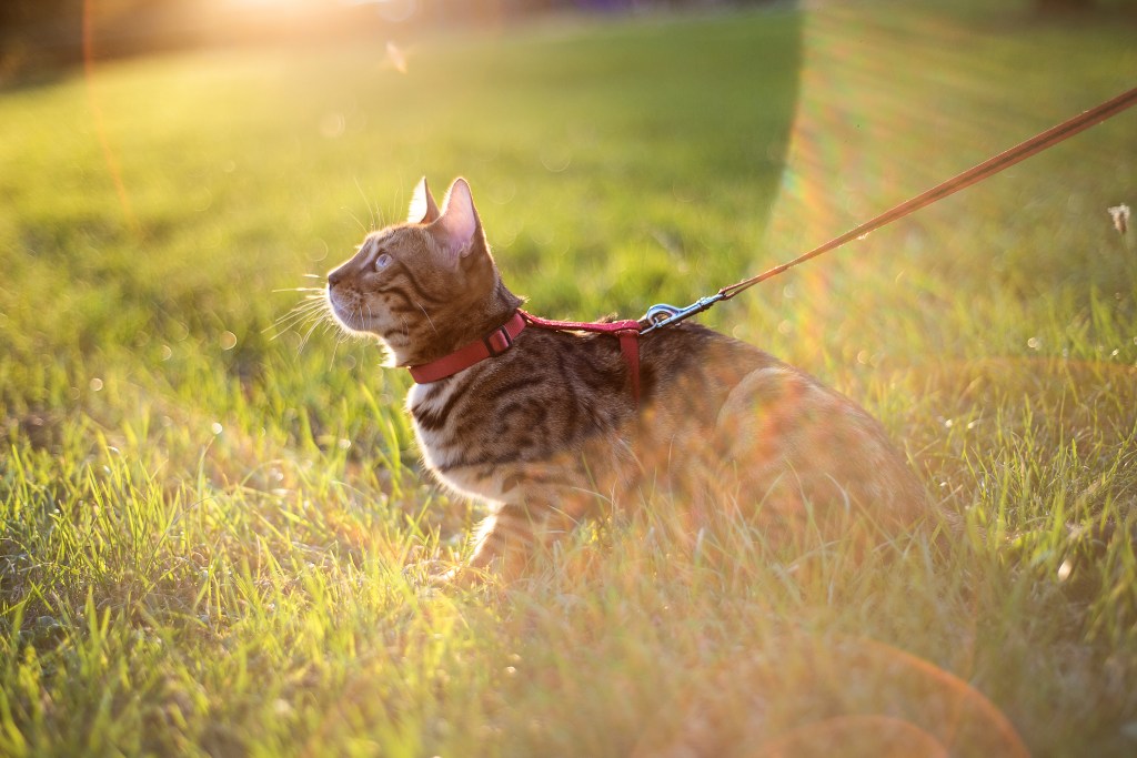 Katze geht mit einer Leine Gassi.