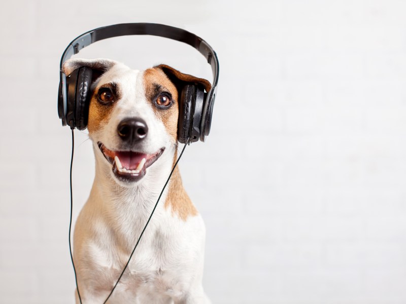 Hund hört Musik mit Kopfhörern