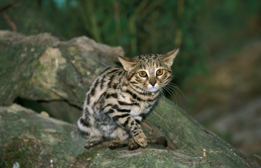 Schwarzfußkatze auf einem Baum im Wald