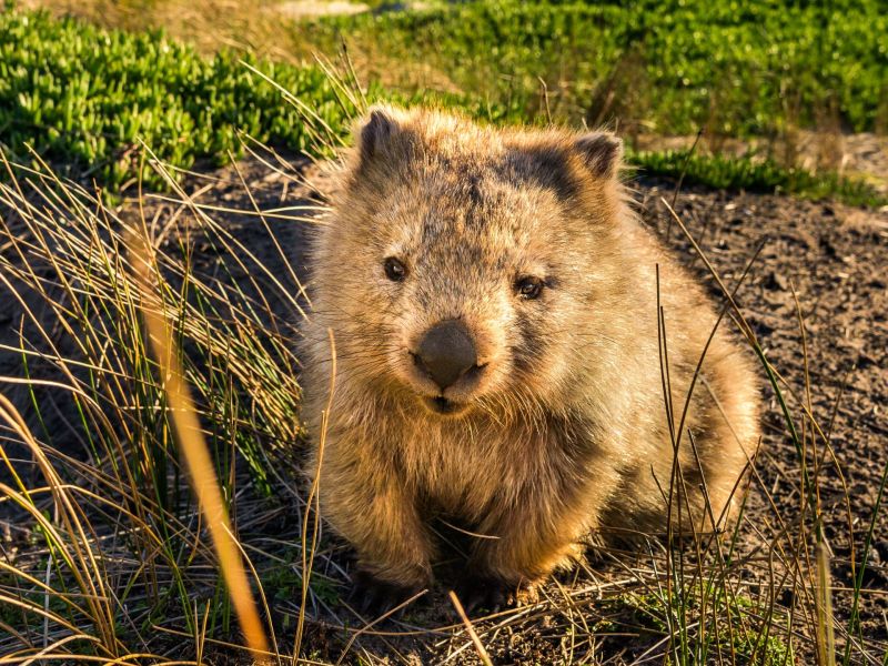 Wombats nutzen ihren einzigartigen, würfelförmigen Kot, um ihr Territorium zu markieren