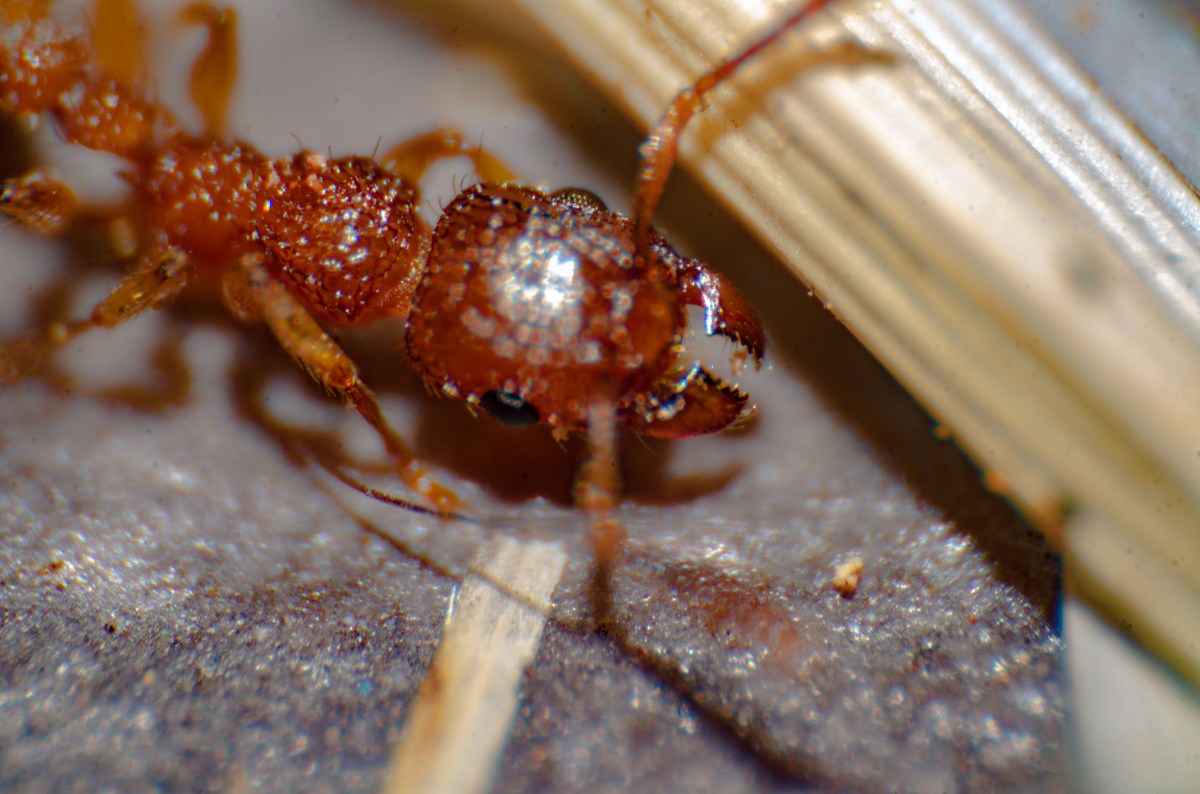 Dieses Exemplar einer Ameise ist speziell, denn es kann Allergiker*innen richtig gefährlich werden. Die Rote Feuerameise ist auf dem Vormarsch.