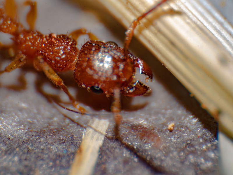 Dieses Exemplar einer Ameise ist speziell, denn es kann Allergiker*innen richtig gefährlich werden. Die Rote Feuerameise ist auf dem Vormarsch.