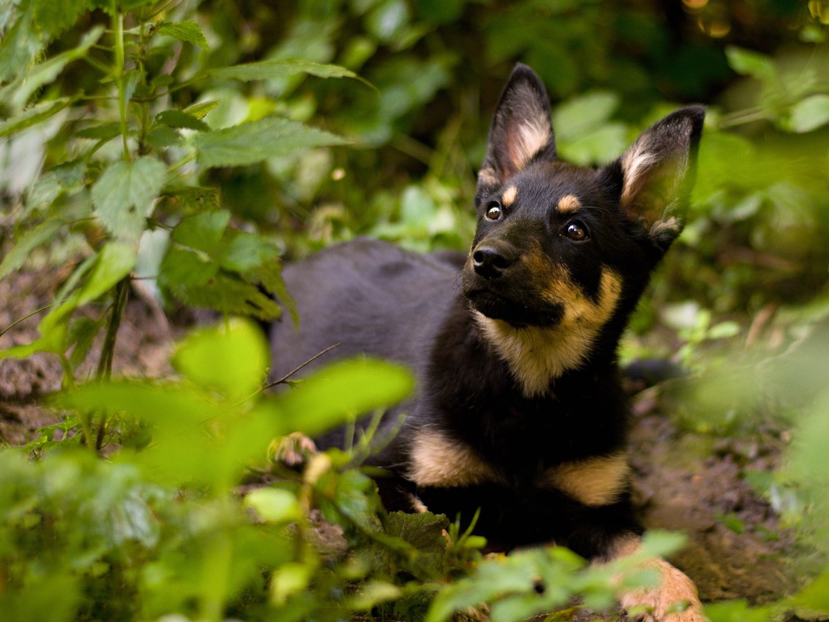 Hund sitzt im Wald mit Brennnesseln