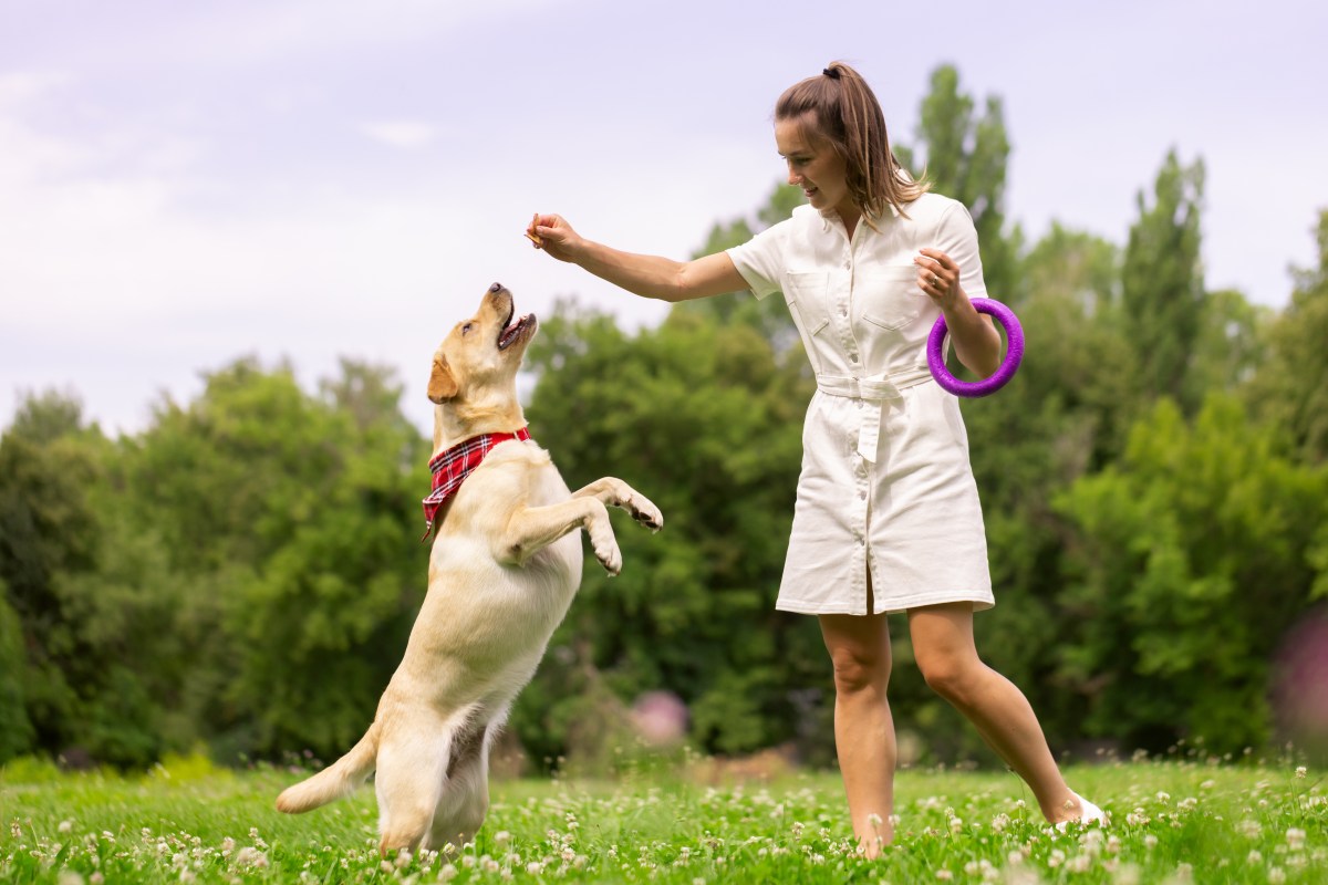 Hundetrainerin mit Hund auf einer Wiese