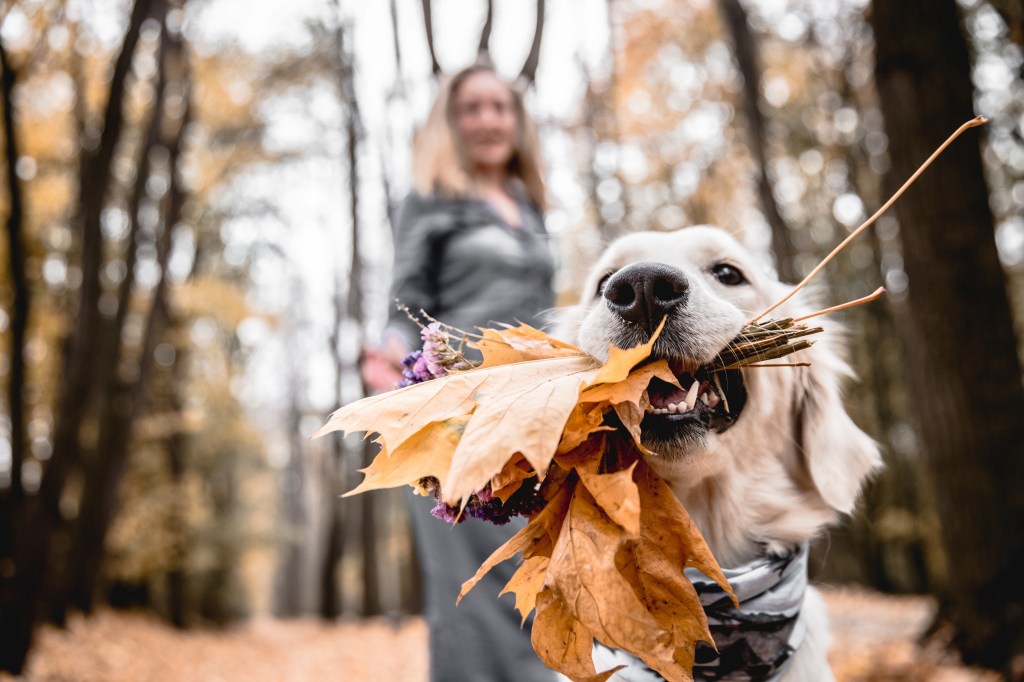 Herbstspaziergang mit dem Hund