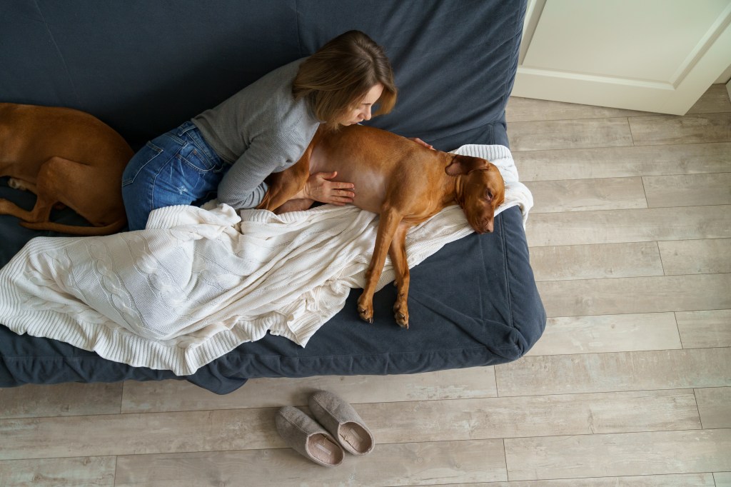 Hund hat Bauchschmerzen