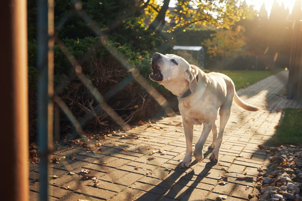 Hund hinter dem Zaun schützt vor Einbrecher