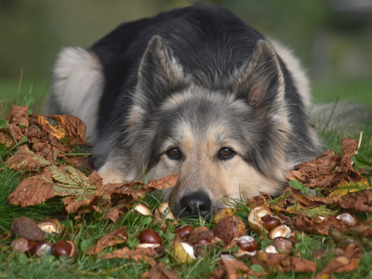 Hund Kastanie