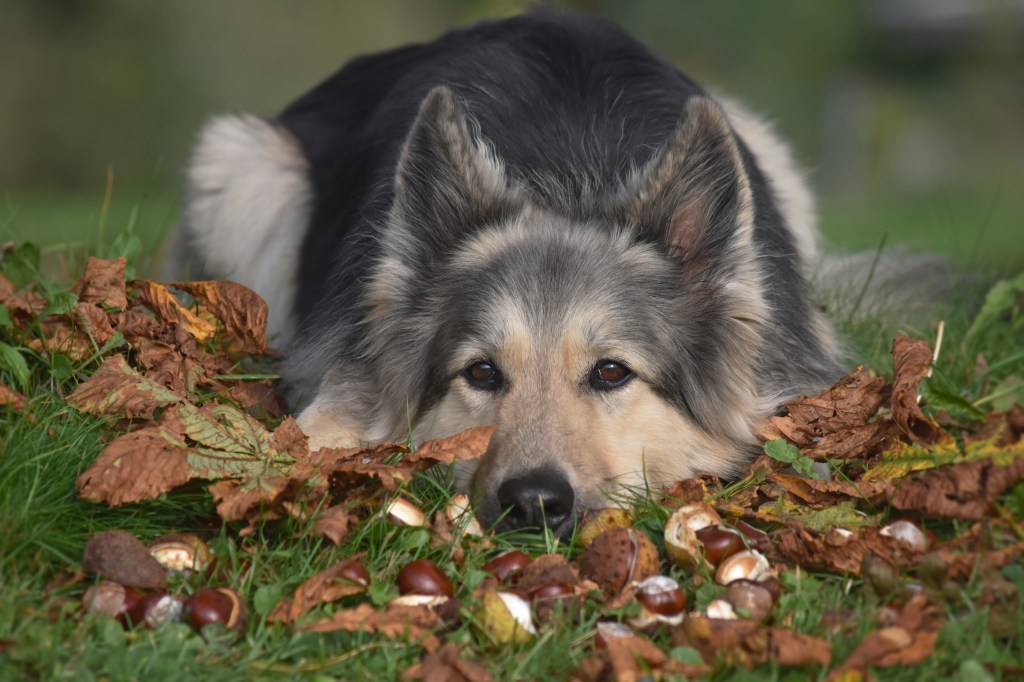 Hund Kastanie