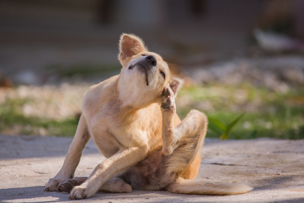 Hund kratzt sich