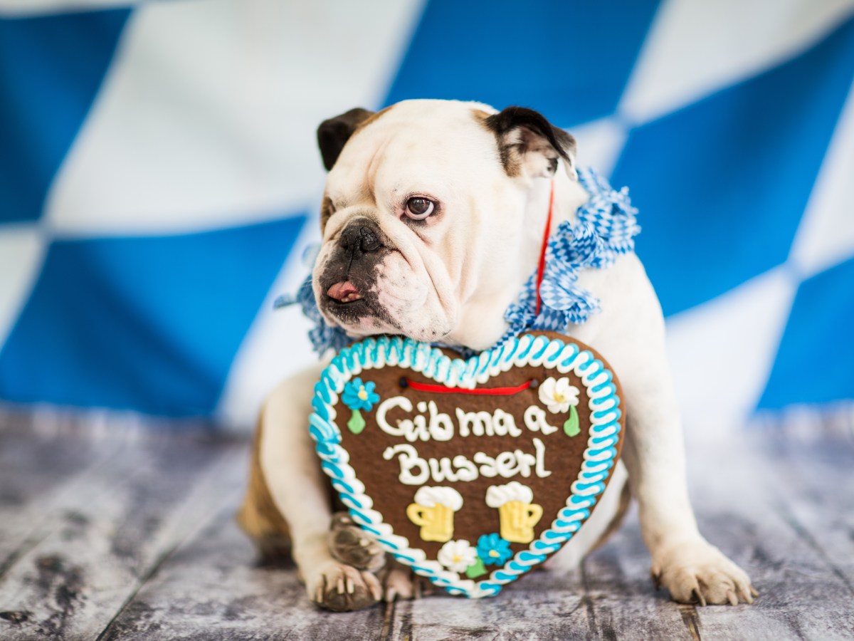 Hund auf dem Oktoberfest