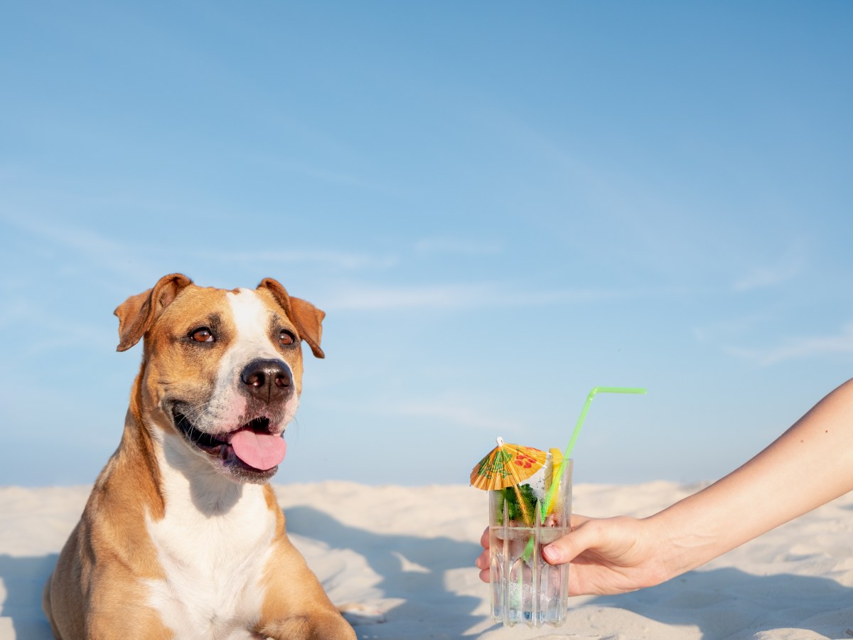 Hundedrink: 6 gesunde & einfache Cocktails für deinen Vierbeiner