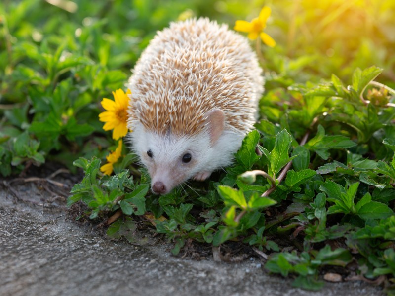 Igel im Garten