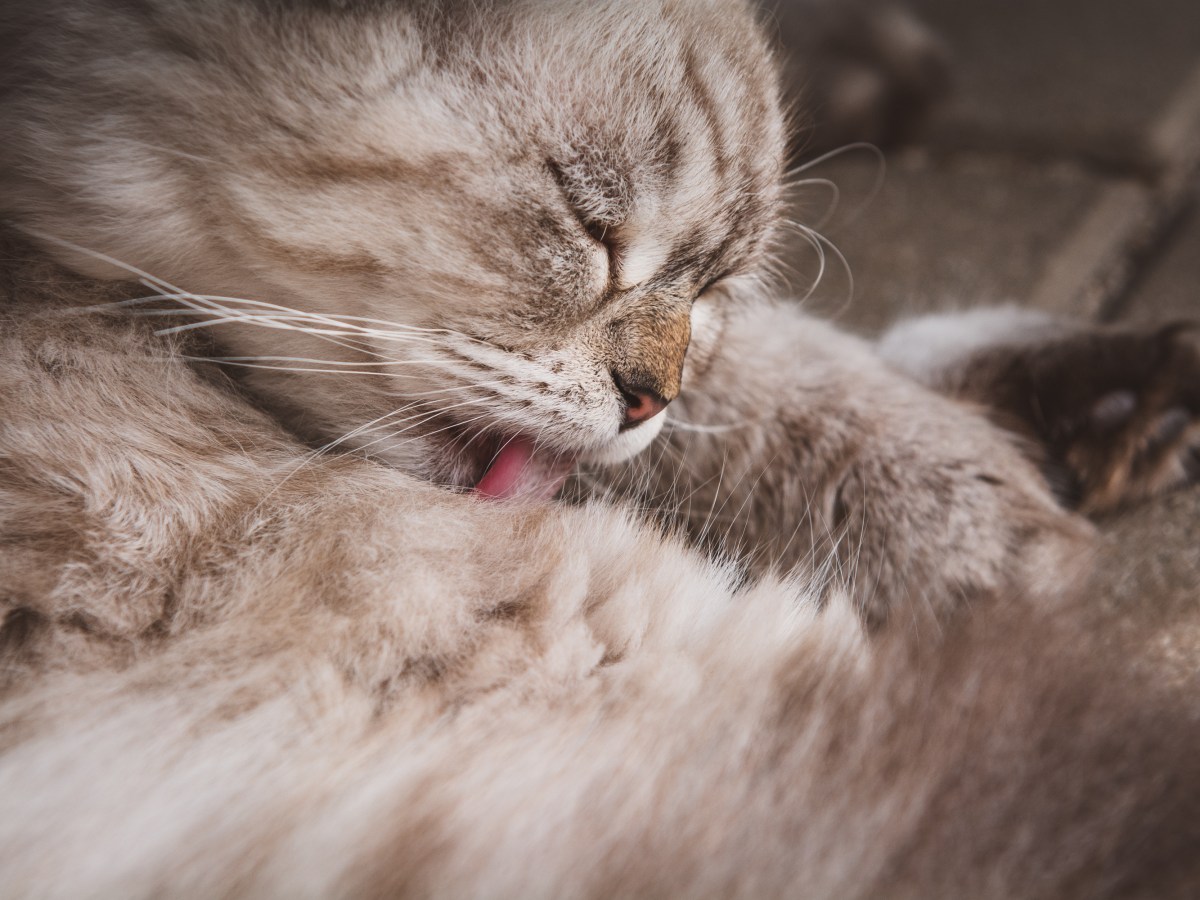 Katze frisst Haare beim Putzen des Fells