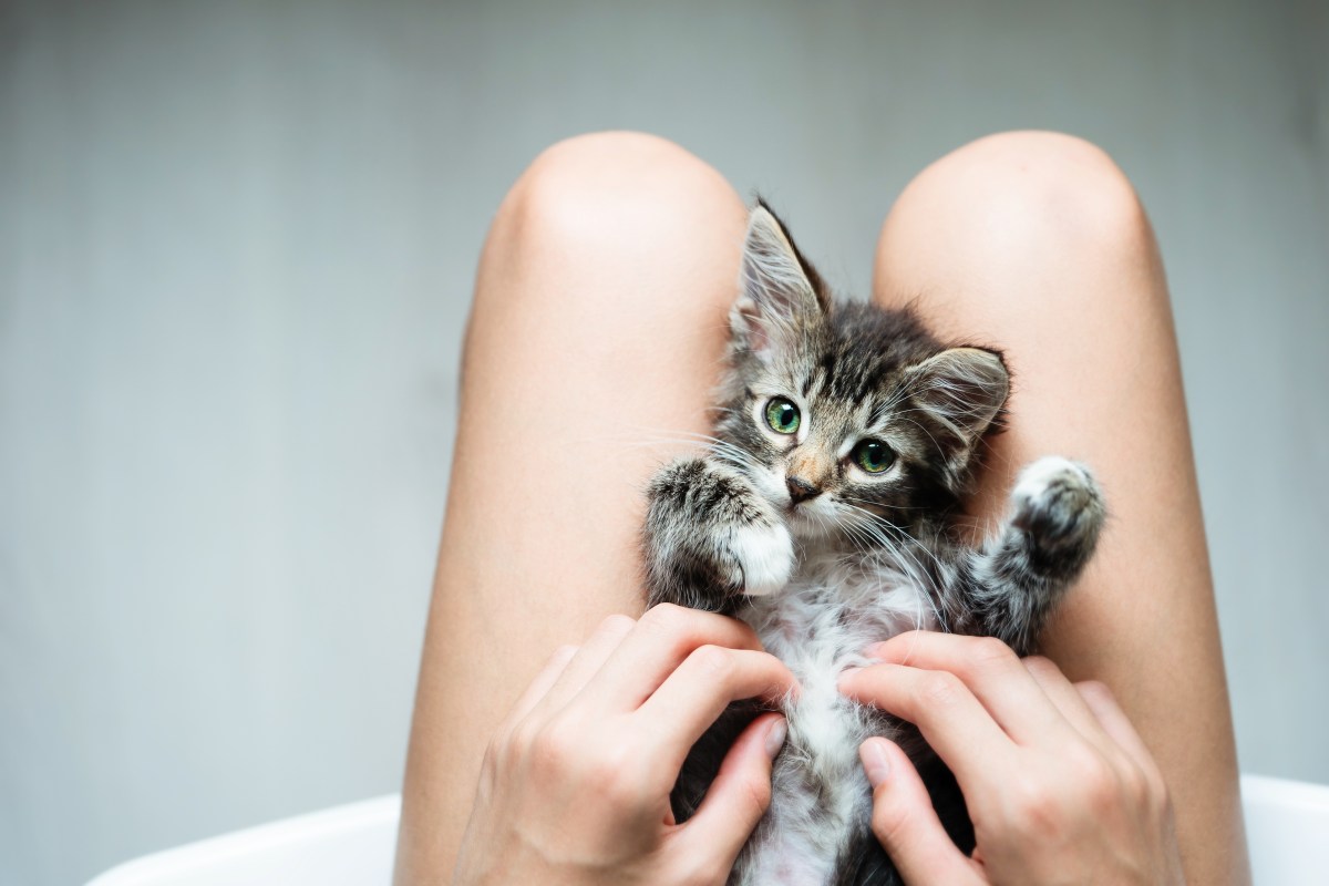 Katze liegt auf dem Schoß einer Frau