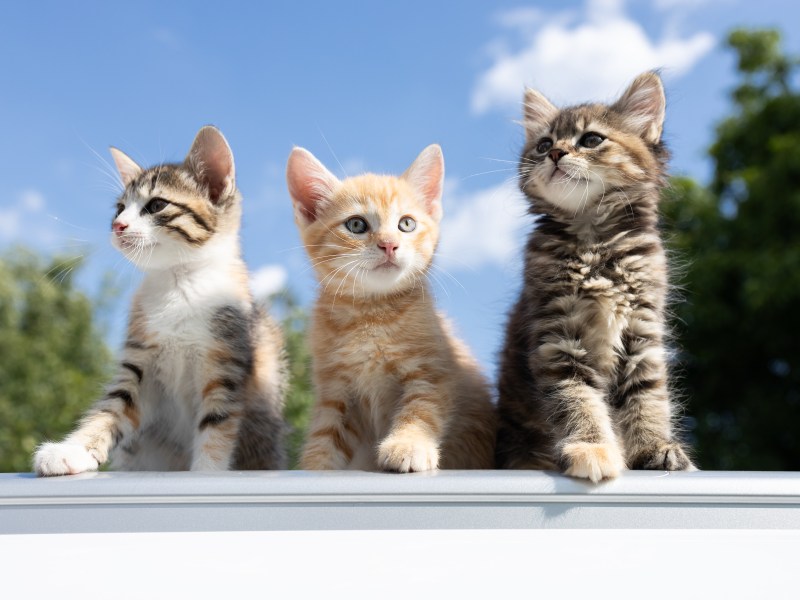 Katzen sitzen auf einer Mauer und kommunizieren untereinander