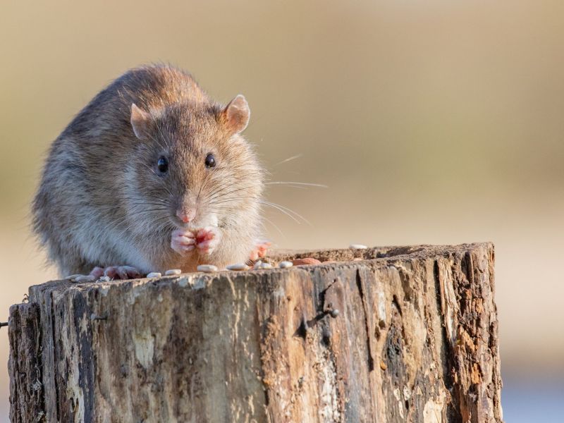 SprichwÃ¶rter: Wenn die Ratten das Schiff verlassen