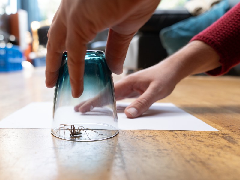 spinne unter dem glas