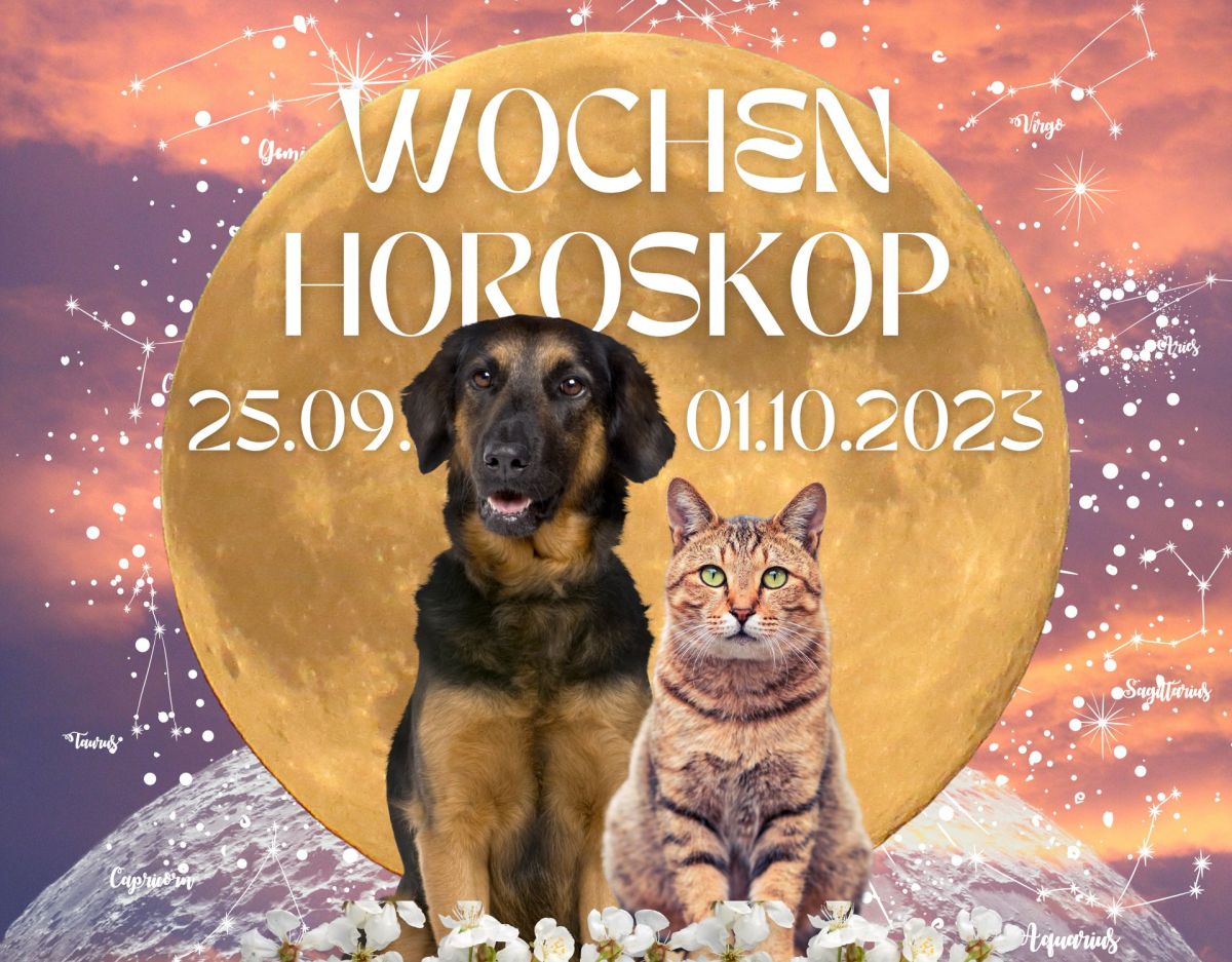 Collage Wochenhoroskop Haustiere September