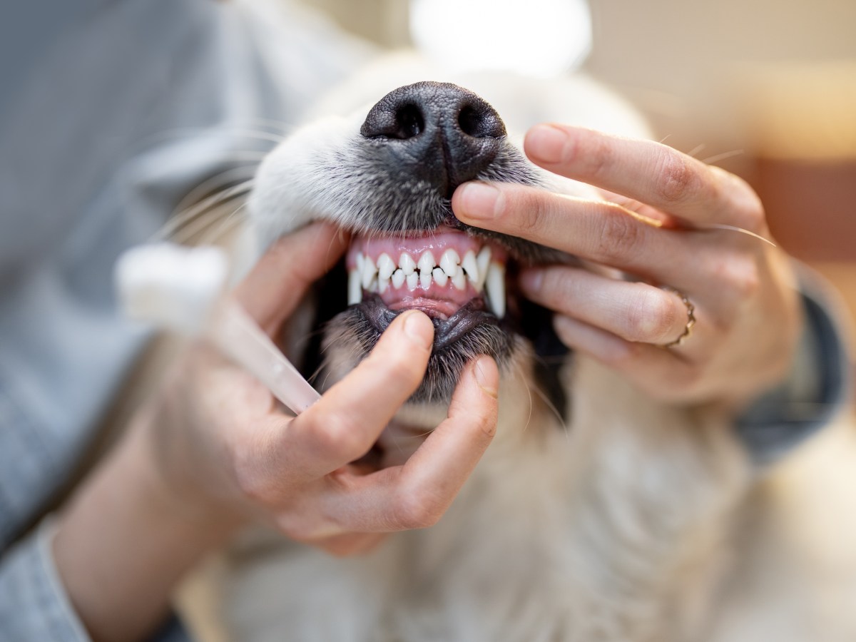 Die verblüffende Antwort zur Frage, warum du deinem Hund die Zähne putzen solltest