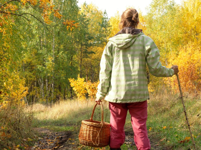 Im Herbst lieben wir Waldspaziergänge: Warum das ein oder andere Naturmaterial nicht mit nach Haue nehmen zum Dekoriern und Basteln? Diese Dinge darfst du keinesfalls im Wald tun.