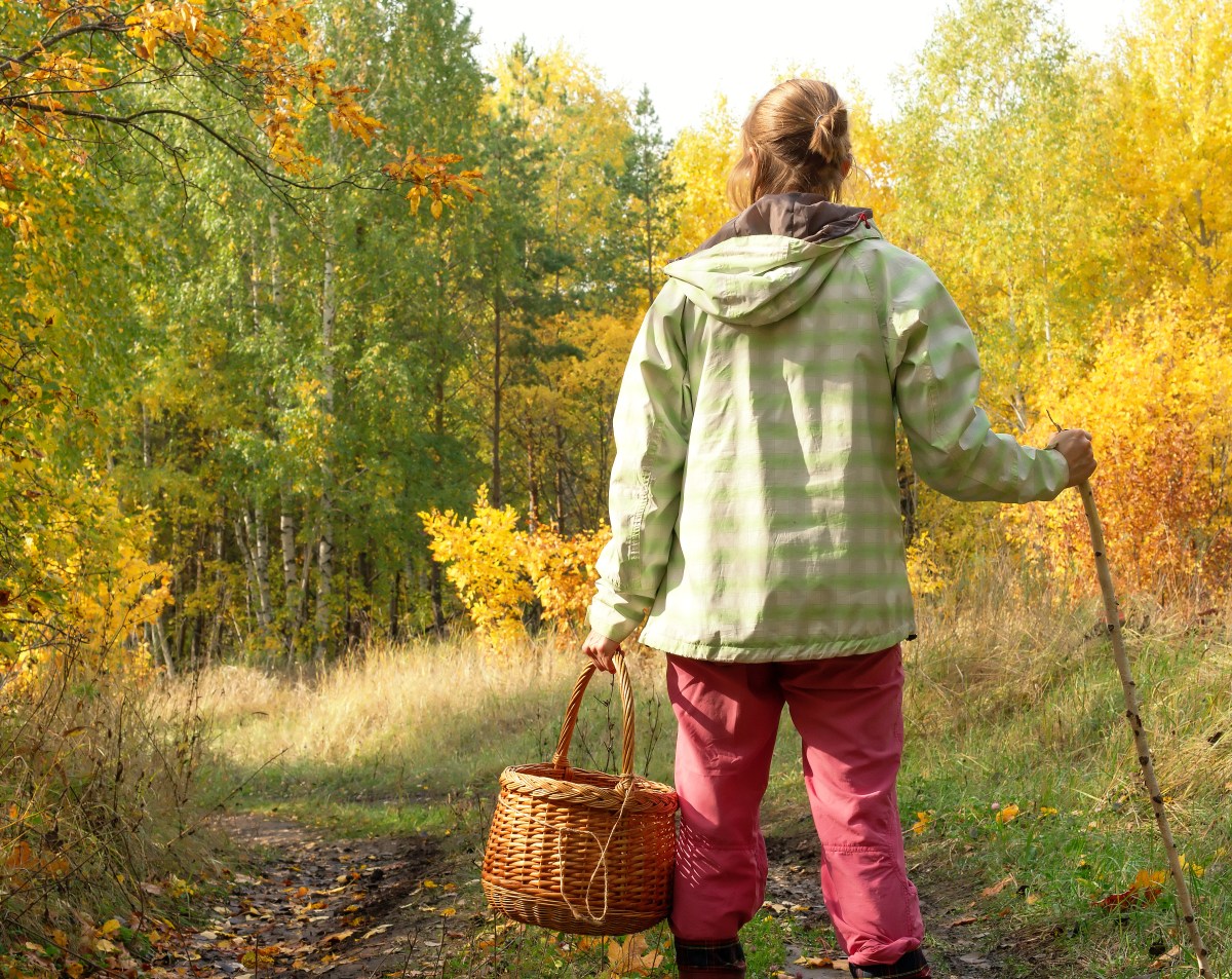 Im Herbst lieben wir Waldspaziergänge: Warum das ein oder andere Naturmaterial nicht mit nach Haue nehmen zum Dekoriern und Basteln? Diese Dinge darfst du keinesfalls im Wald tun.