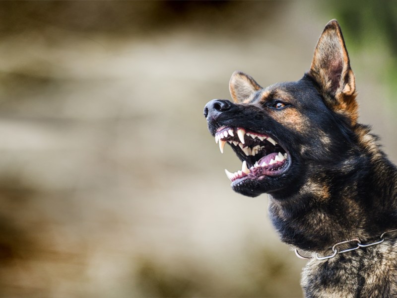 Wachhunde welche Rasse eignet sich Schäferhund