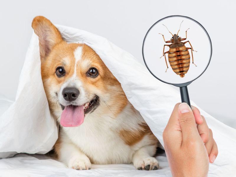 Hund mit Bettwanze im Bett