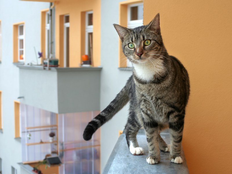 Vermieter Katzen verbieten in Mietwohnung auf dem Balkon