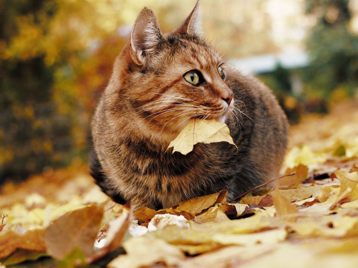 Winterspeck: Braucht meine Katze im Herbst mehr Futter?