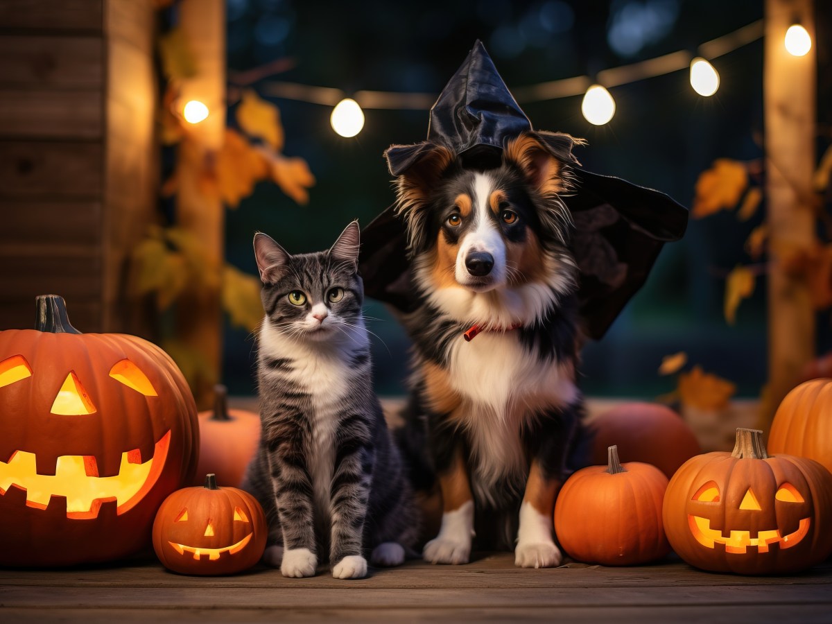 Halloween Haustiere sitzen neben KÃ¼rbissen