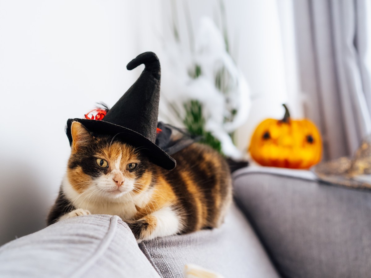 Schaurig lecker: 4 Halloween-Snacks, die deine Katze lieben wird