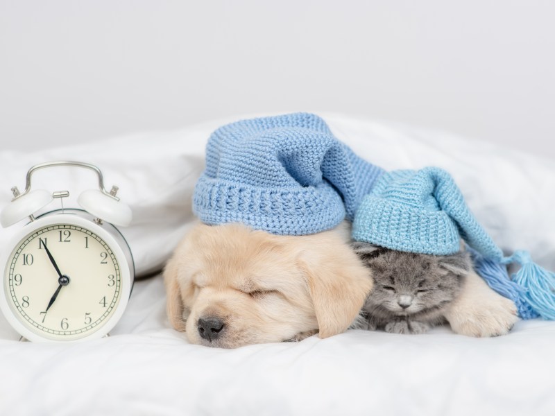 Hund und Katze liegen mit Uhr im Bett