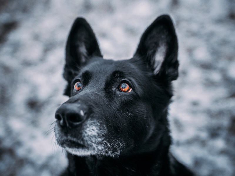 Hund mit grauer Schnauze