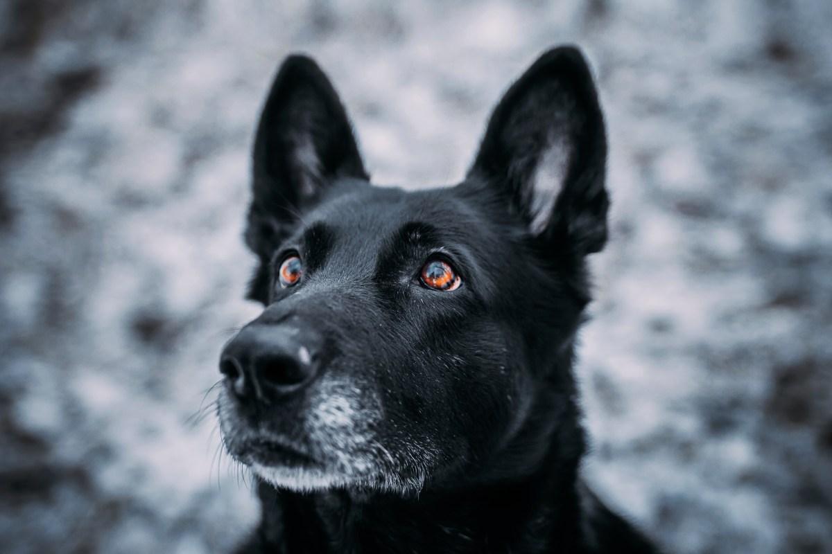 Hund mit grauer Schnauze