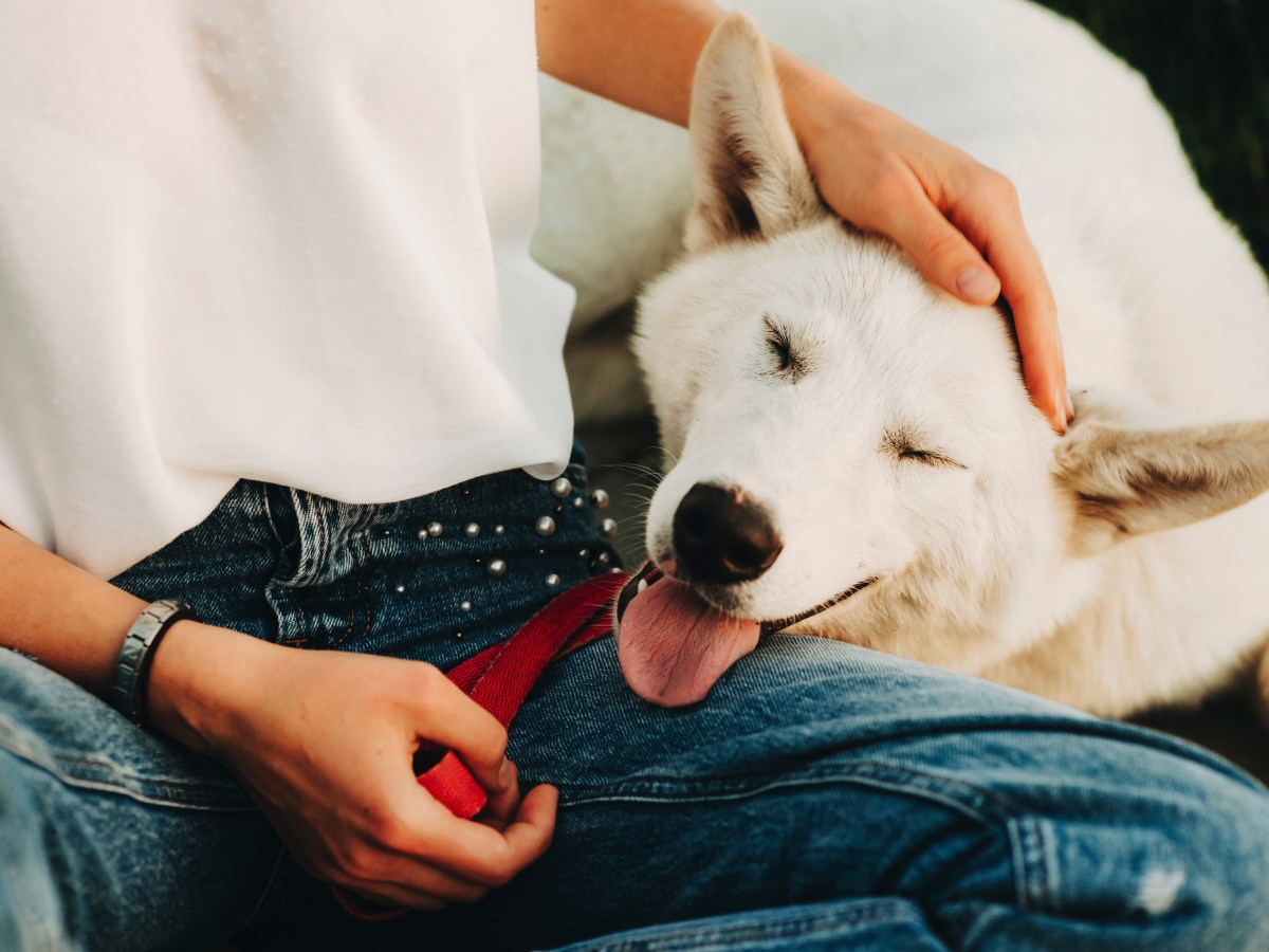 Warum leckt mich der Hund im Schritt?