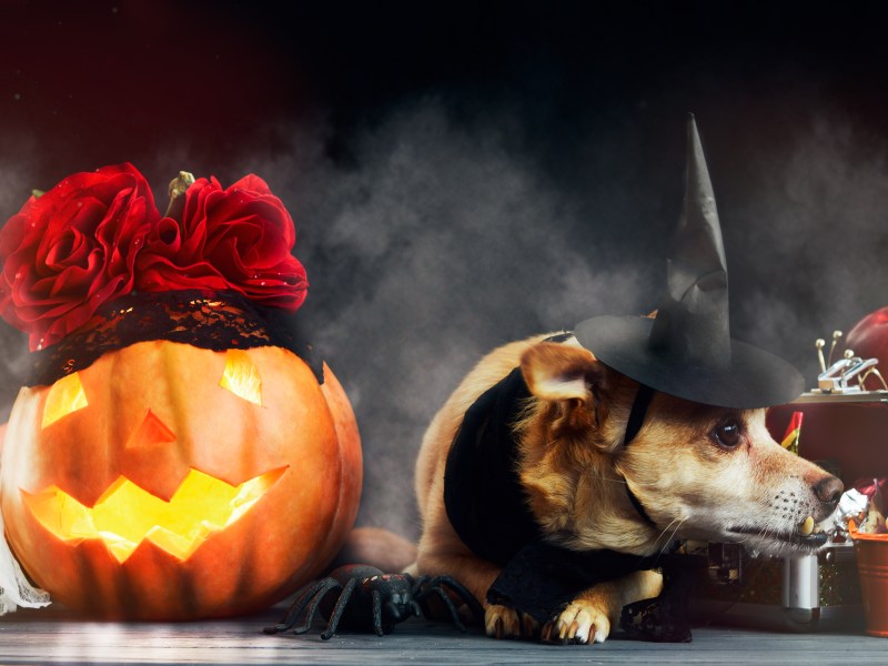 Hundekekse an Halloween