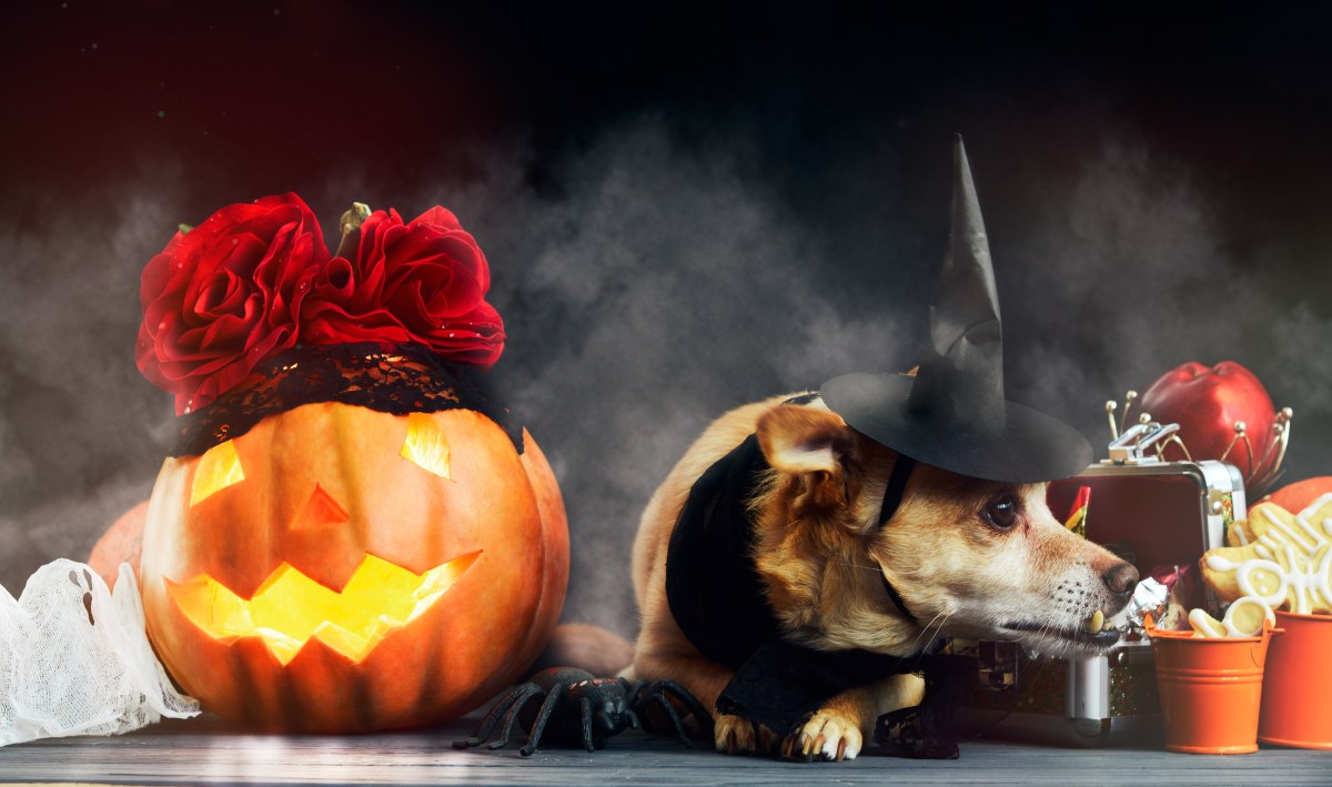 Hundekekse an Halloween