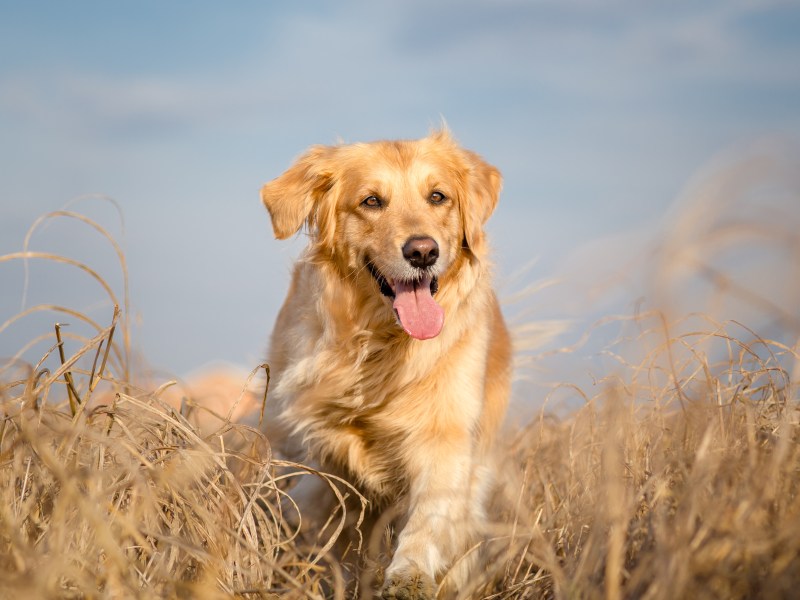 Hunde läuft auf einem Feld.