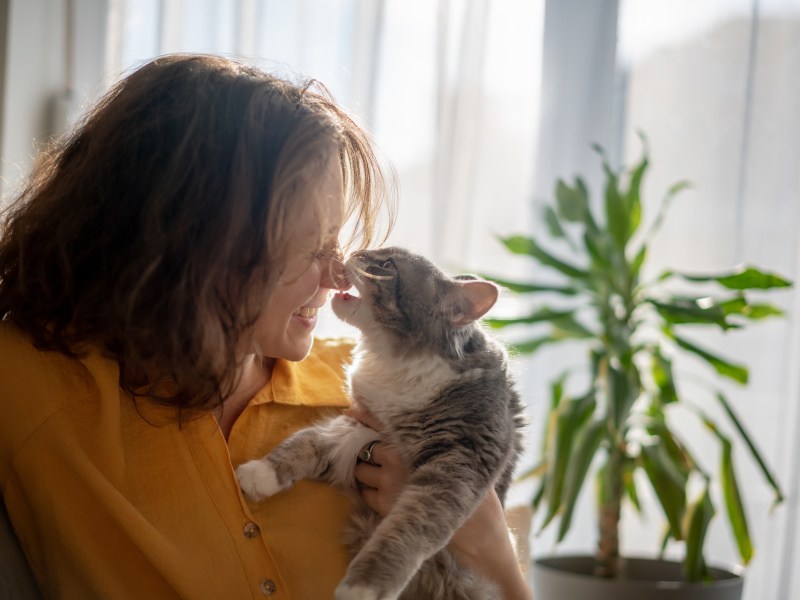 Katze beißt Frau in Haare und Nase