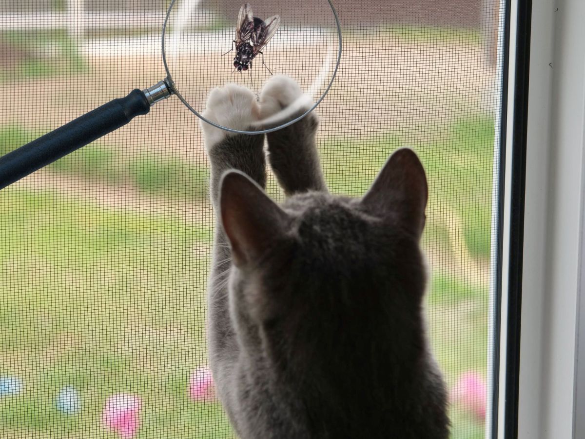 Keim-Schleuder oder Proteinbombe: Das passiert, wenn Katzen Fliegen fressen