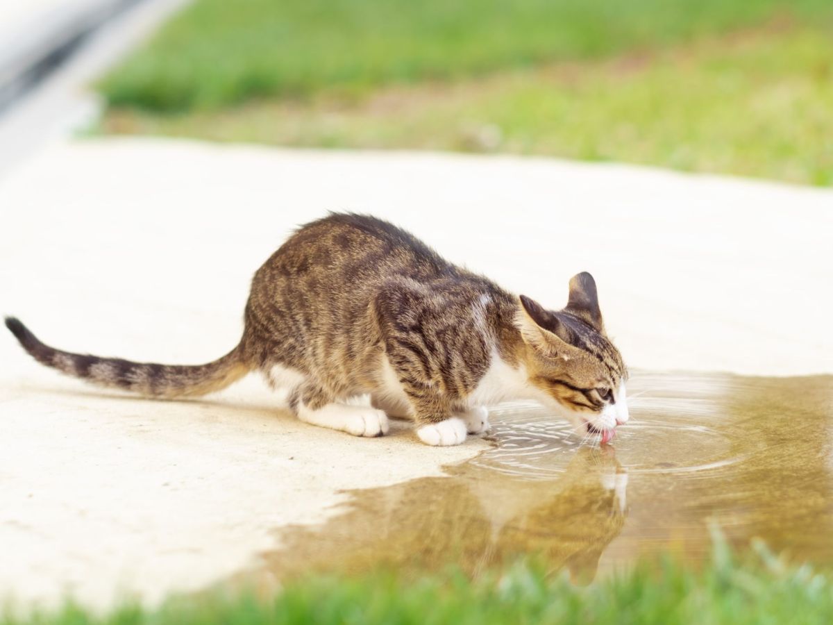 Katze trinkt Regenwasser aus einer PfÃ¼tze