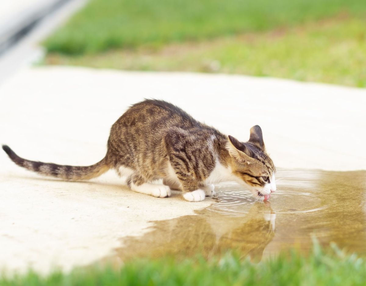 Katze trinkt Regenwasser aus einer PfÃ¼tze