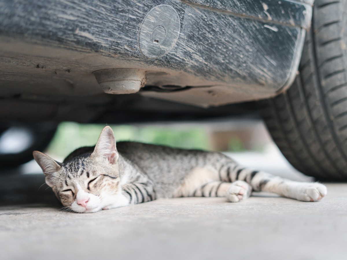 Katze Ã¼berfahren unter Auto liegend