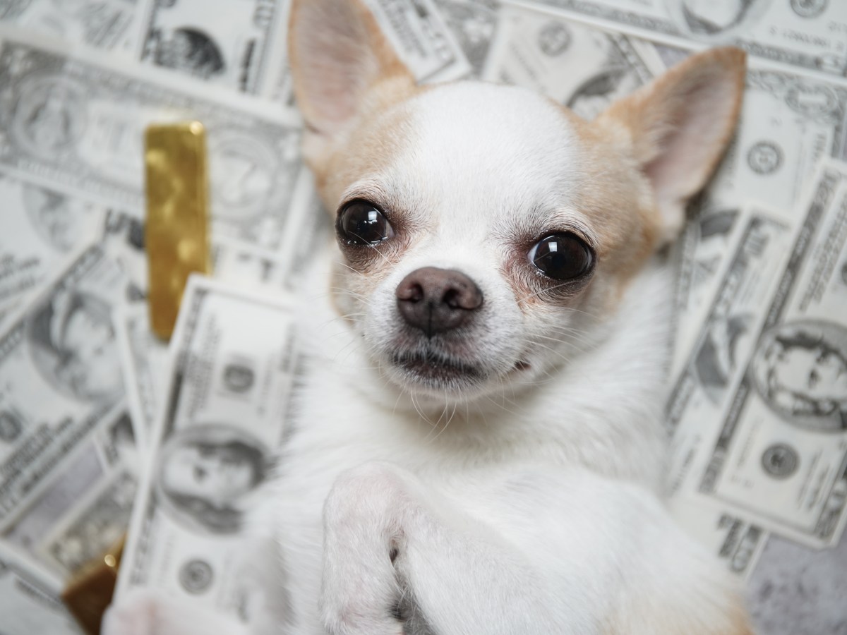 Chihuahua liegt auf Dollarscheinen