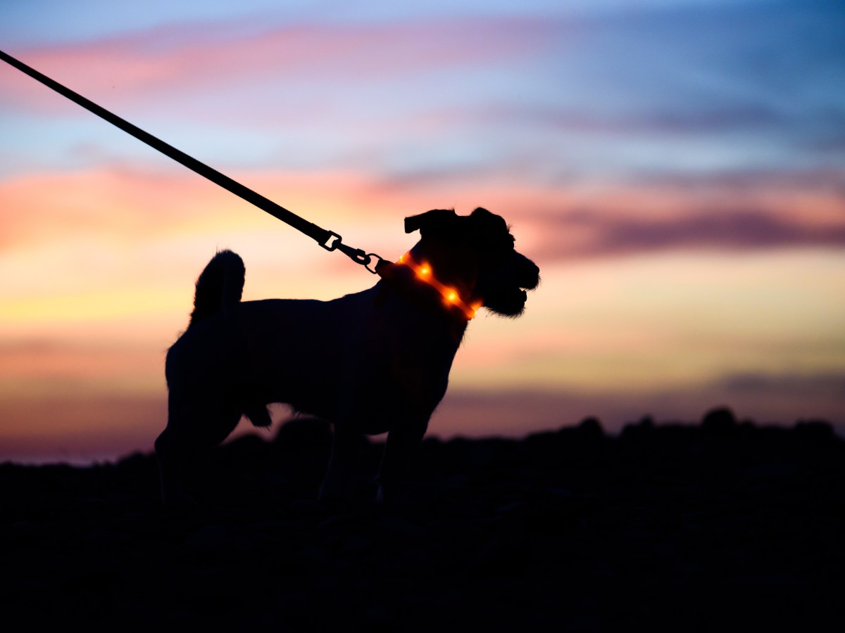 Hund mit Leuchthalsband im Sonnenuntergang