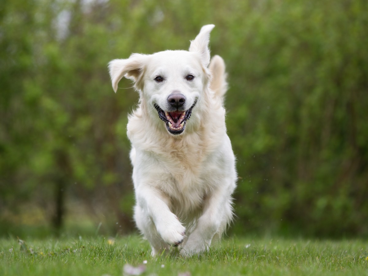 Ãœberdrehter Hund rennt Ã¼ber die Wiese